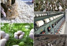 الذهب الأبيض