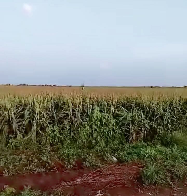 مزارع